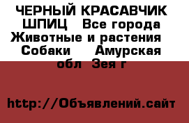 ЧЕРНЫЙ КРАСАВЧИК ШПИЦ - Все города Животные и растения » Собаки   . Амурская обл.,Зея г.